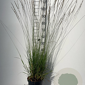 Molinia caerulea 'Heidebraut' GM C5