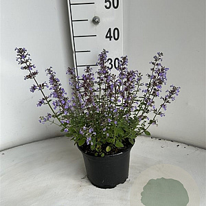 Nepeta 'Purssian Blue' GM 2,0L