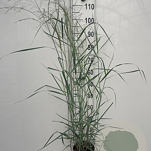 Panicum virgatum 'Prairie Sky' GM 2,0L
