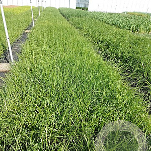 Pennisetum alopecuroides GM 2,0L