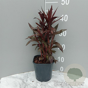 Lobelia 'Queen Victoria' GM 2,0L