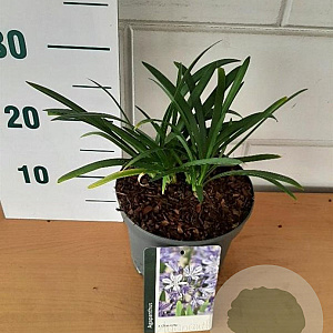 Agapanthus 'Charlotte' GM C3