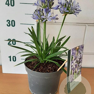 Agapanthus 'Charlotte' GM C3