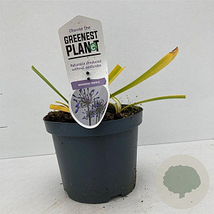 Agapanthus 'Sunfield' 25-30 cm 3,0L