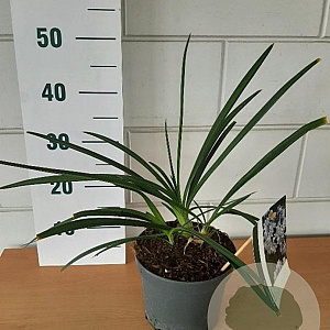 Agapanthus Twister GM C3