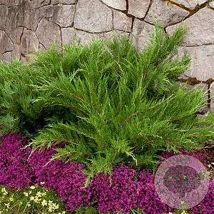 Juniperus media 'Mint Julep' 30-40 cm 3,0L