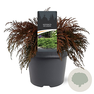 Microbiota decussata 30-40 cm 3,0L