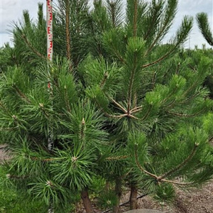 Pinus nigra nigra 175-200 cm draadkluit meerstammig