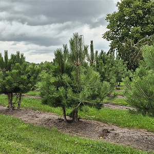 Pinus nigra nigra 175-200 cm draadkluit meerstammig