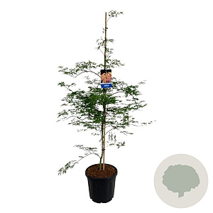 Acer Ice Dragon 150-175 cm 30L extra