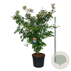 Acer North Wind 200-250 cm cont. 90L extra