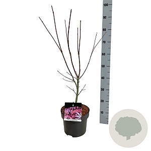 Acer pal. 'Atropurpureum' 50-60 cm 4,5L