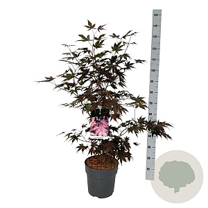 Acer pal. 'Bloodgood' 60-80 cm 10L
