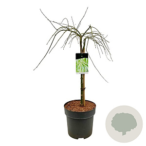 Acer pal. 'Dissectum' 50 cm stam 14L