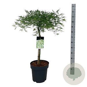 Acer pal. 'Dissectum' 50 cm stam 14L
