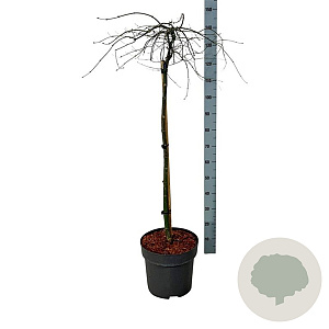 Acer pal. 'Orangeola' 90 cm stam 15L