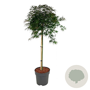 Acer pal. 'Orangeola' 90 cm stam 15L