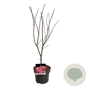 Acer pal. 'Skeeter's Broom' 50-60 cm 4,5L