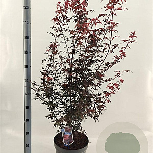 Acer pal. 'Skeeter's Broom' 80-100 cm 10L