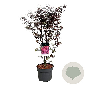 Acer pal. 'Skeeter's Broom' 80-100 cm 10L