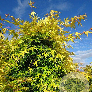 Acer pal. 'Ueno-homare' 250-300 cm cont. 90L meerstammig