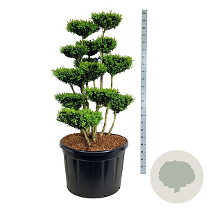 Buxus sempervirens 125-150 cm cont. 230L bonsai