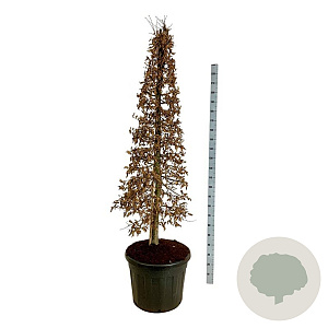 Carpinus betulus 175-200 cm cont. 90L