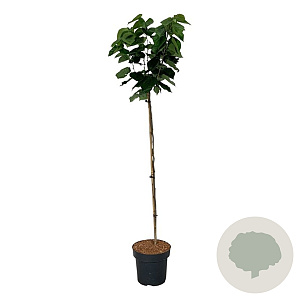 Cercis chinensis 'Avondale' 120 cm stam 15L