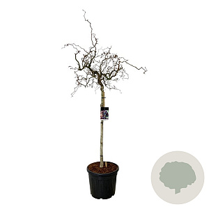 Corylus 'Red Majestic' 90 cm stam cont. 55L extra