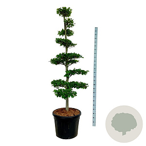 Fagus sylvatica 175-200 cm cont. 90L bonsai