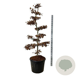 Fagus sylvatica 175-200 cm cont. 90L bonsai