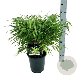 Fargesia rufa 40-60 cm 6,5L