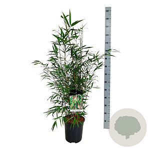 Fargesia scabrida 'Asian Wonder' 80-100 cm 6L