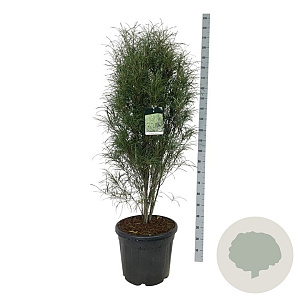 Frangula alnus Fine Line 125-150 cm 30L extra