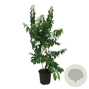 Heptacodium miconioides 125-150 cm 30L extra