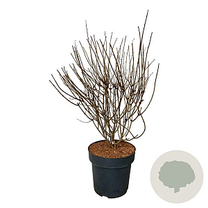 Hydrangea pan. Petite Cherry 60-80 cm 15L