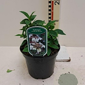 Hydrangea serrata koreana 30-40 cm 5,0L struik