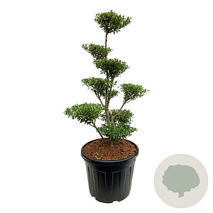 Ilex crenata 'Blondie' 80-100 cm cont. 55L bonsai