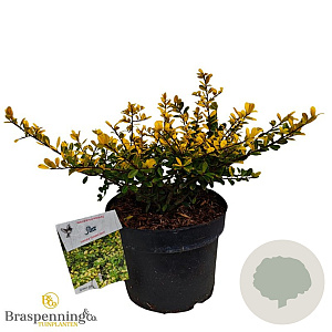 Ilex crenata 'Glory Gem' 25-30 cm 3,5L