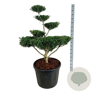 Ilex crenata 'Green Lustre' 100-125 cm cont. 90L bonsai