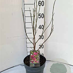 Magnolia 'Susan' 40-50 cm 3,0L