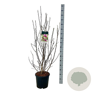 Magnolia 'Susan' 100-125 cm 15L