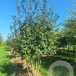 Mespilus germanica 250-300 cm draadkluit meerstammig