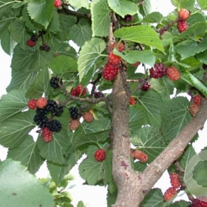 Morus nigra 12-14 HO draadkluit geveerd 3 X verplant