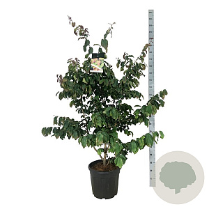 Parrotia persica 100-125 cm 30L extra
