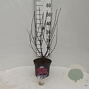 Physocarpus opulif. Lady in Red 30-40 cm 3,0L