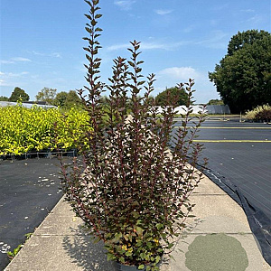 Physocarpus opulif. Little Joker 60-80 cm 10L