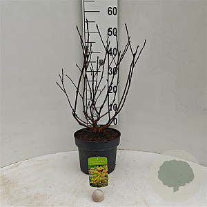 Physocarpus opulif. Magic Ball 40-60 cm 5,0L