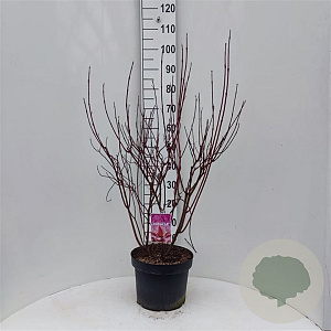 Cornus alba Miracle 60-80 cm 10L