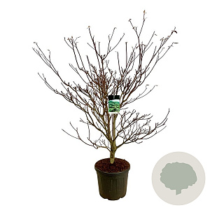 Cornus controversa 'Pagoda' 150-175 cm cont. 55L extra